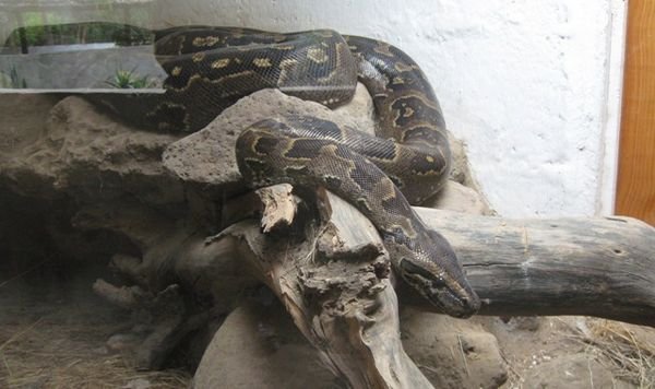 Southern African Rock Python