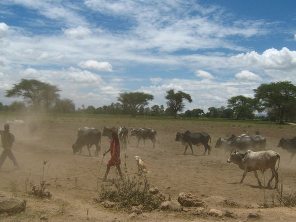 Massai Boy Tending Cattle