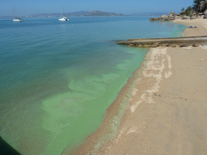 Picnic Bay's green scum
