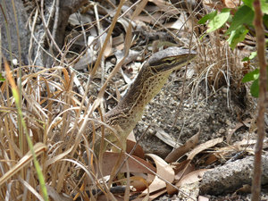 Lizard (Gould's Goanna)