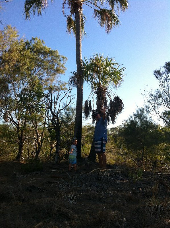 A palm amongst the mangroves