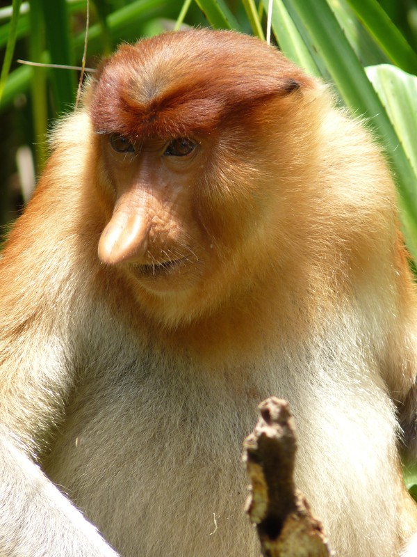 Proboscus monkey