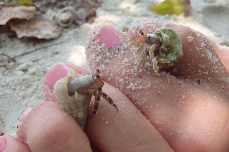 hermit crabs and toes