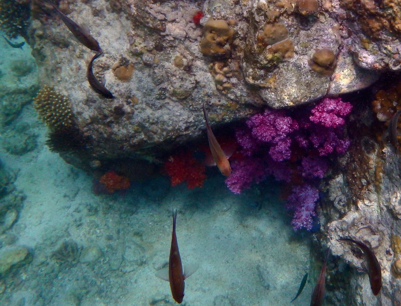 colourful coral