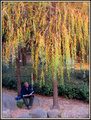 Reading under the willow