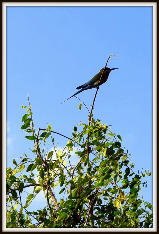 bee-eater