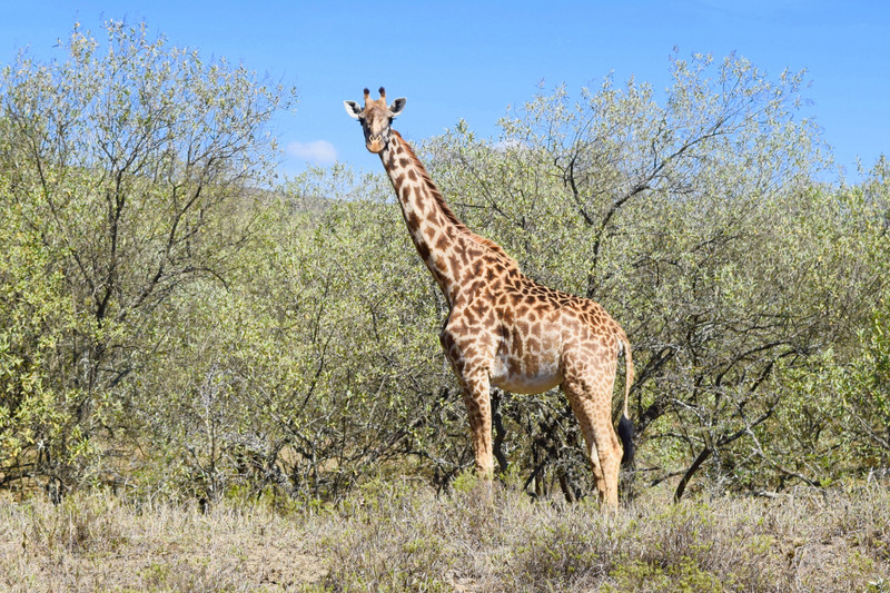 Giraffe, Hell's Gate National Park