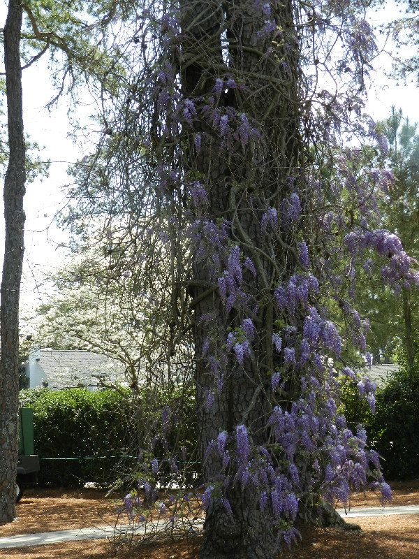 The trees were covered with wisteria