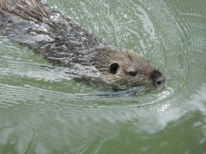 A furry creature swimming in the Jordan River