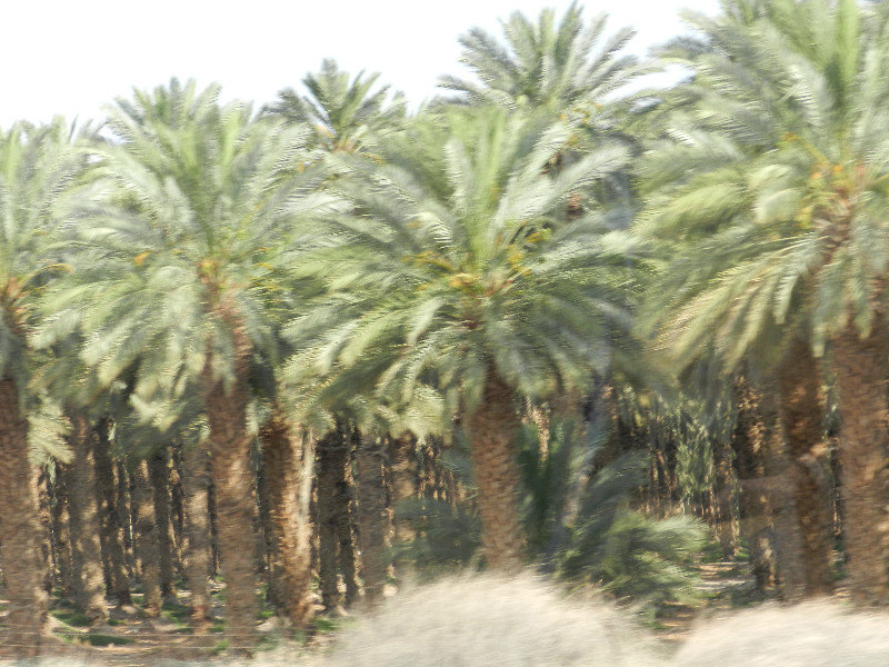 Date Palm Grove