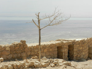 There used to be olive and pomegranate trees on Masada
