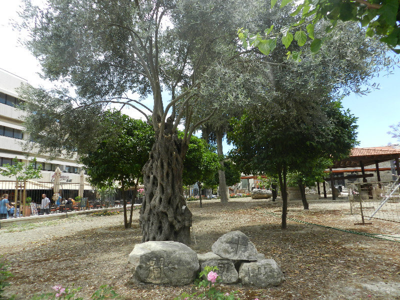 Castle garden with ancient olive tree