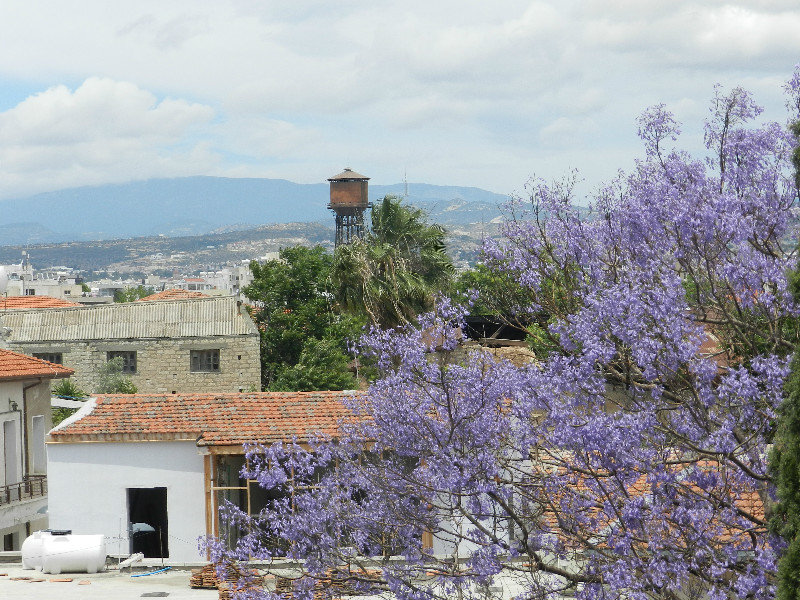 Jacaranda blossoms in town
