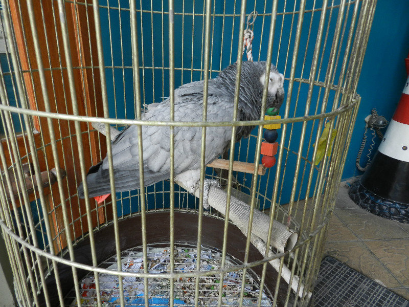 A friendly grey parrot