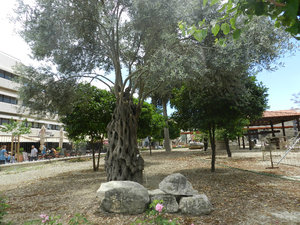 Castle garden with ancient olive tree