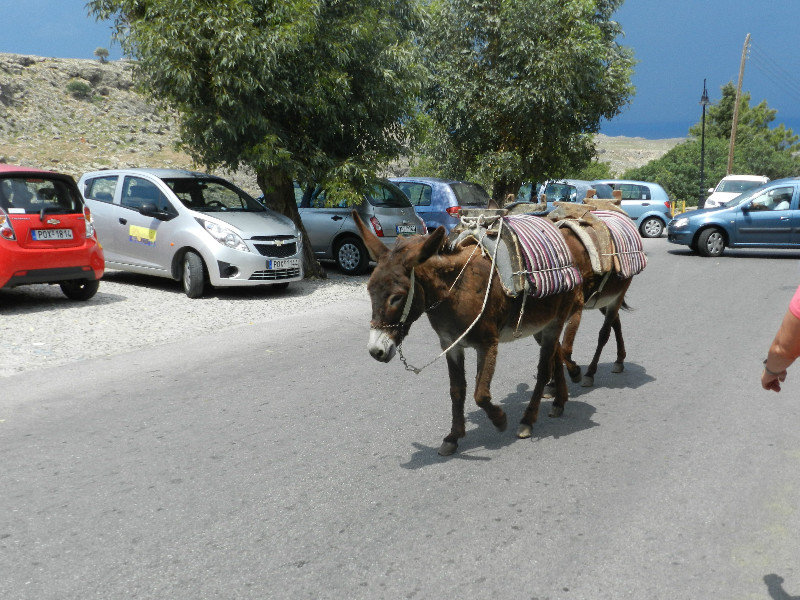 Burros help to get to the top and see the Acropolis