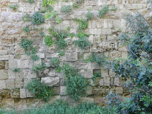 I love how little plants grow in the stone walls