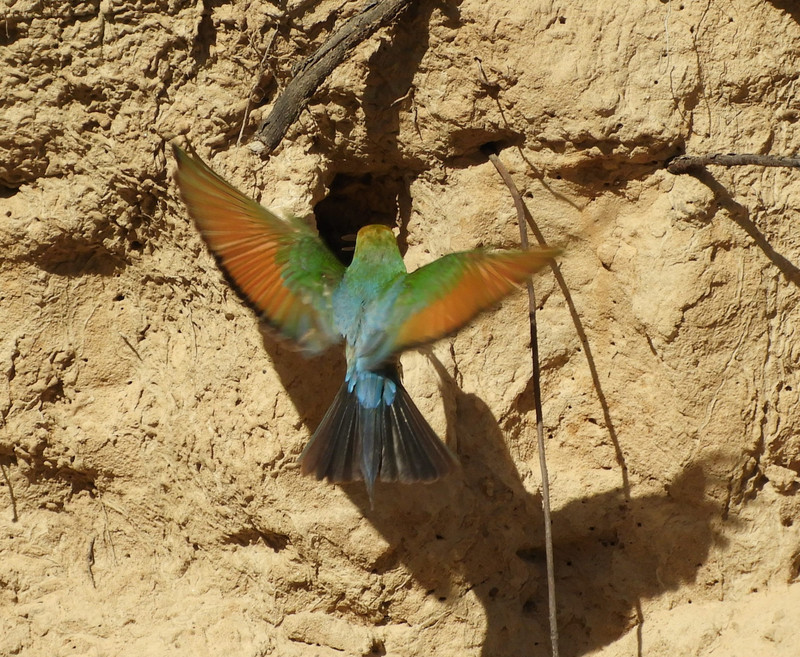 Pretty little rainbow-coloured bee-eaters feeding their young