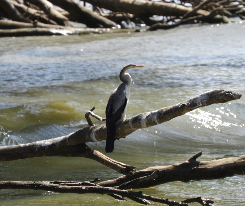 A cormorant looking for dinner