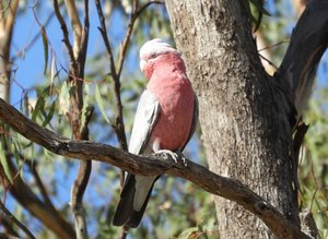 Our lovely pink and grey galahs