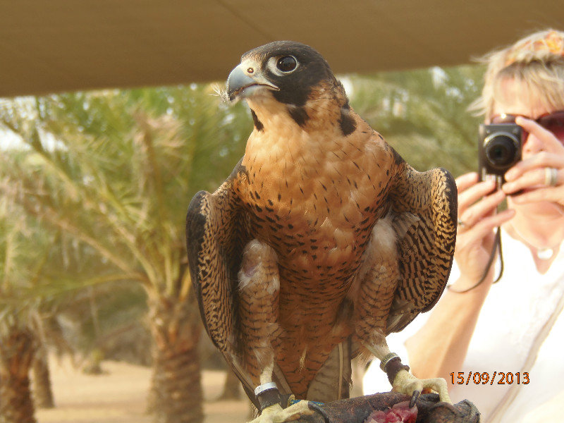 Mojo the Peregrine Falcon