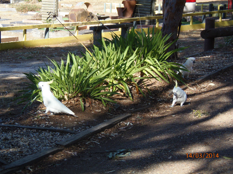 White cockatoos in the garden