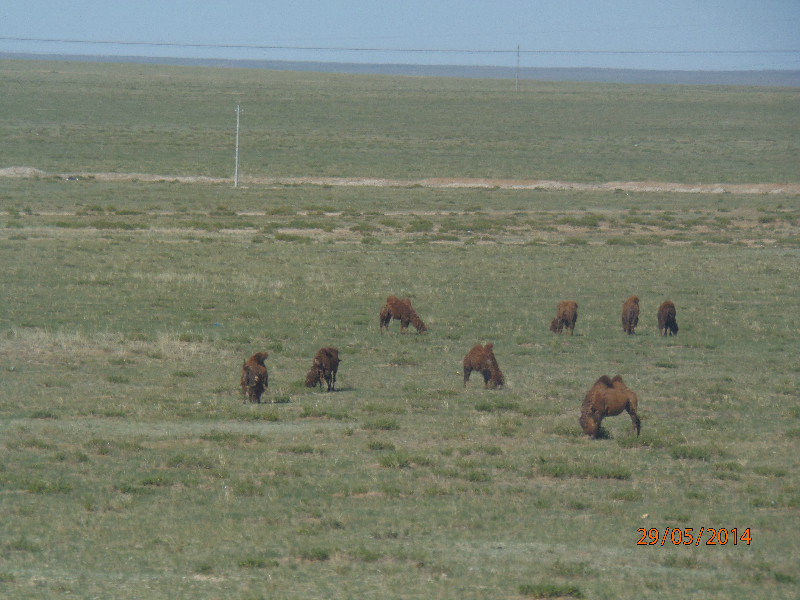 Camels on the Gobi