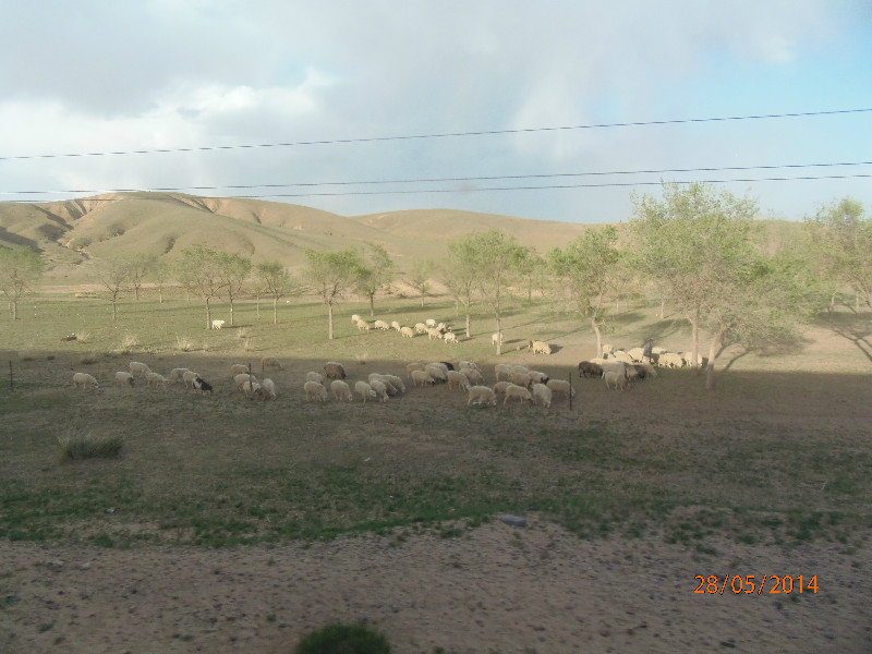 Sheep on the Gobi