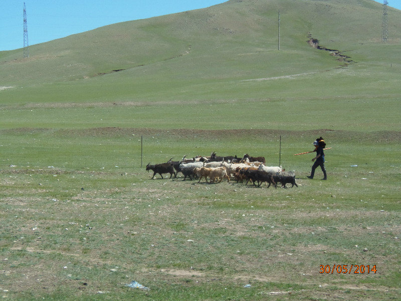 Goat herder on the Gobi
