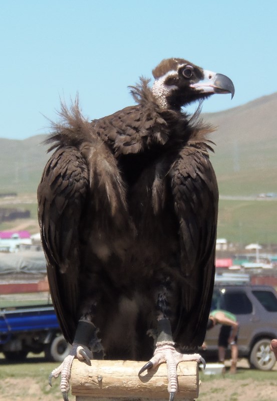 Mongolian Black Vulture - wow! look at that beak and those talons