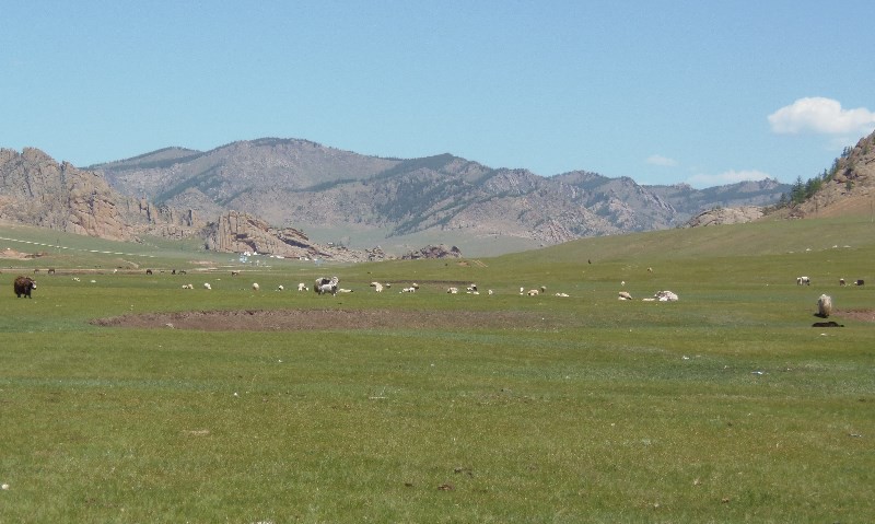 Nomadic herder's camp with stock grazing
