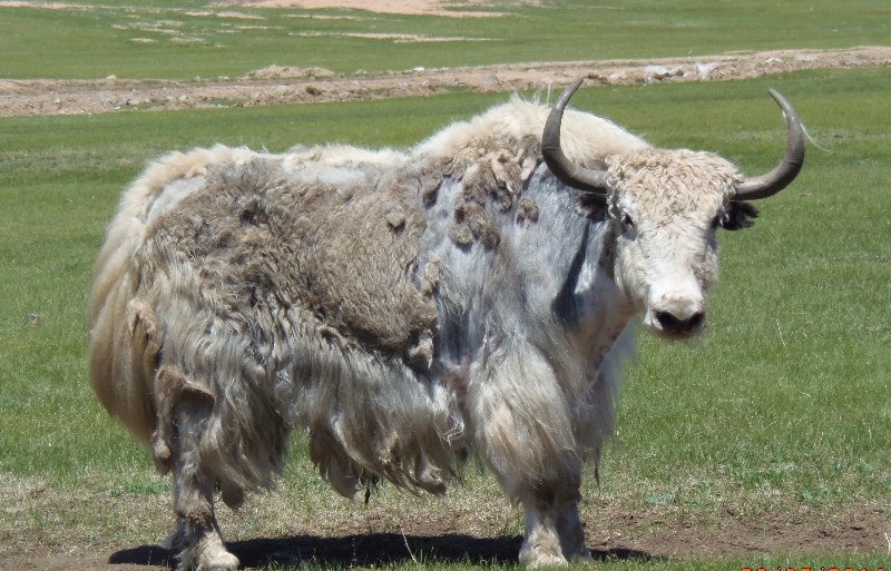 Shaggy yak