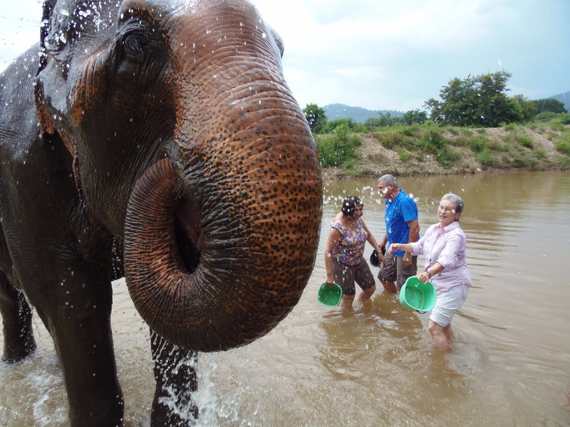 Bathing the elephants