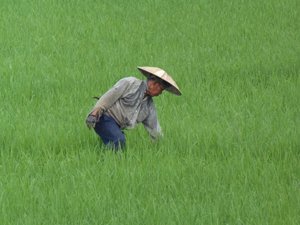 Farmer tending his rice field