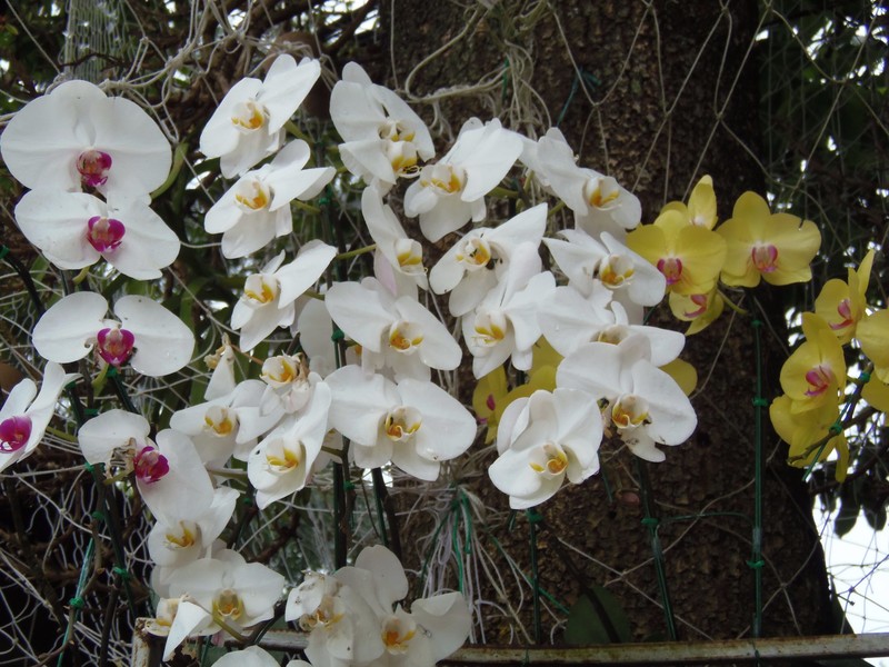Doi Suthep orchids