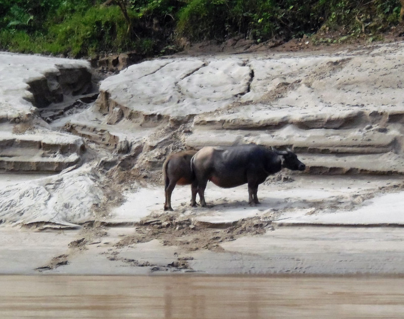 Water Buffaloes on the riverbank
