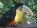 Toucan (if you didnt know)