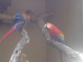 Rainbow macaws