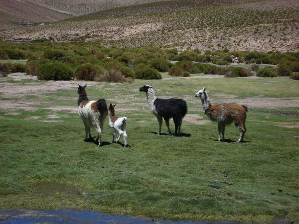 Valley of the Llama