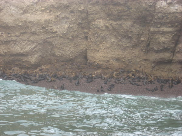 A Sea lion colony
