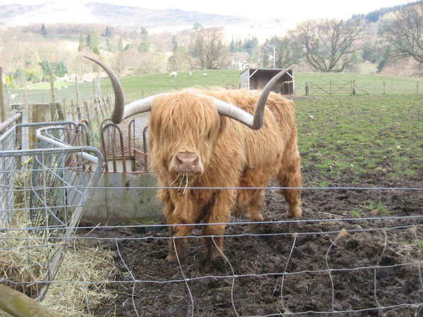Scottish long haired highland cow