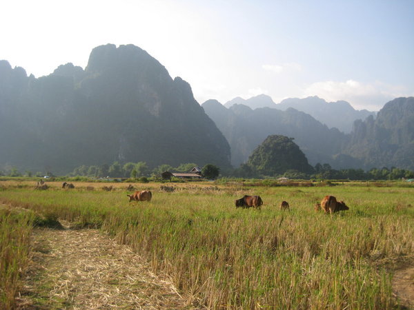 Rice paddies in Vang Vieng