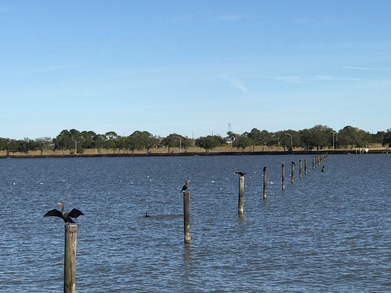 Birds in Lake Pontchartrain