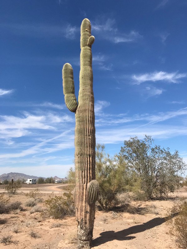Surrounding Saguaro Cactus