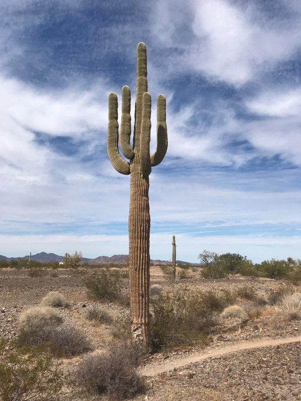 Classic shaped Saguaro