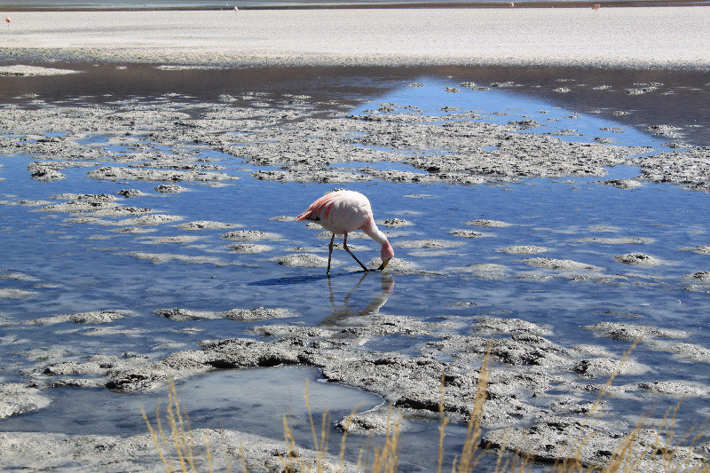 Wild Flamingoes