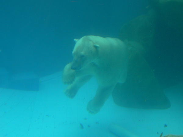 Polar Bear in the Tropics