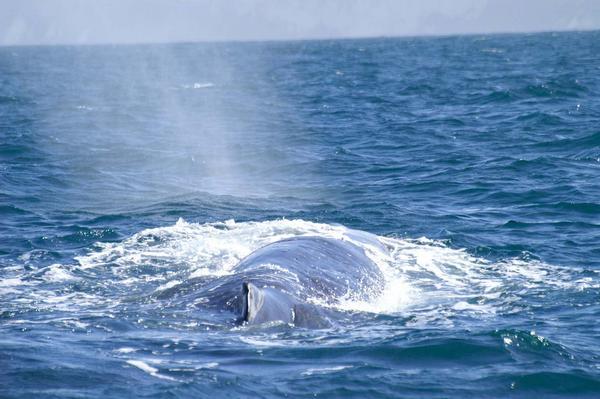 Sperm whale venting