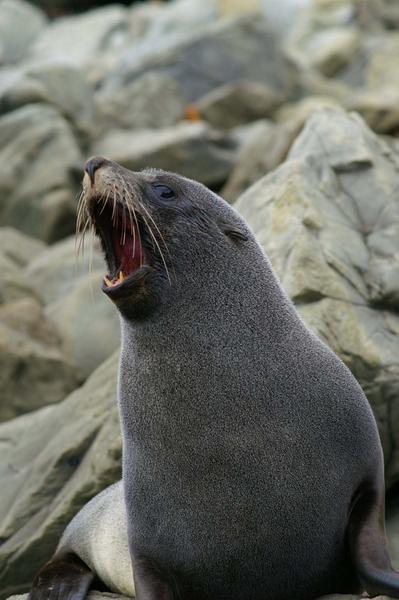 Seal threat