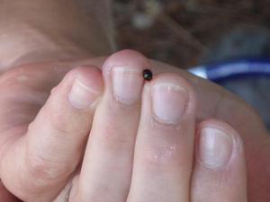 The smallest hermit crab ever?